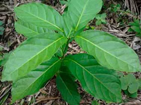 3-Day Ayahuasca Retreat Miami