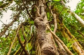 3-Day Ayahuasca Retreat Miami